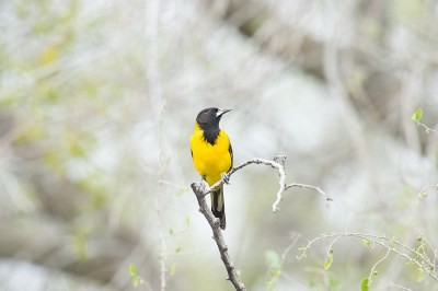 small yellow bird perched on twig