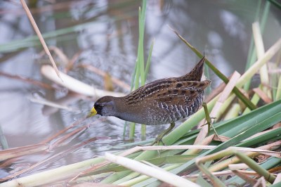 bird perched on grass at water's edge