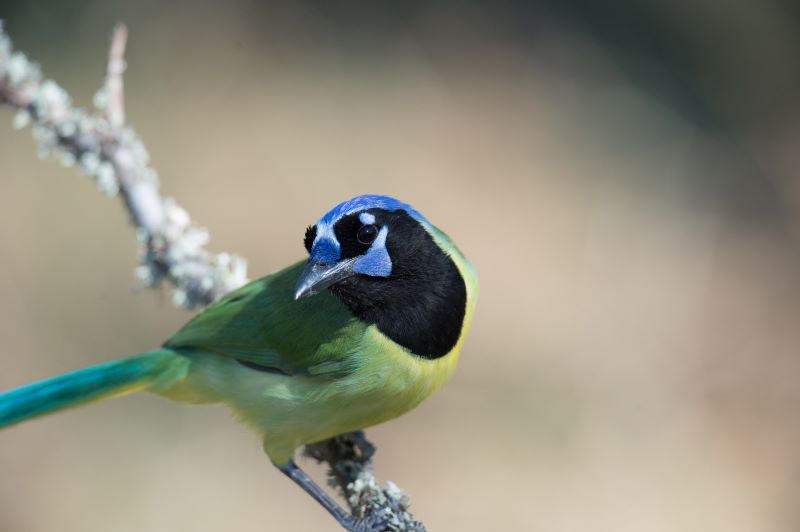 Green Jay CCSP