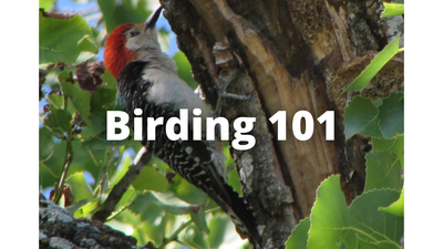 Birding 101 (2).png