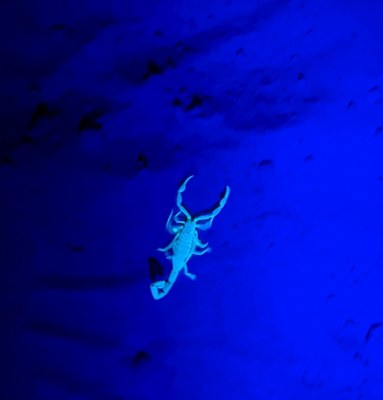 scorpion glowing at night under a bluelight