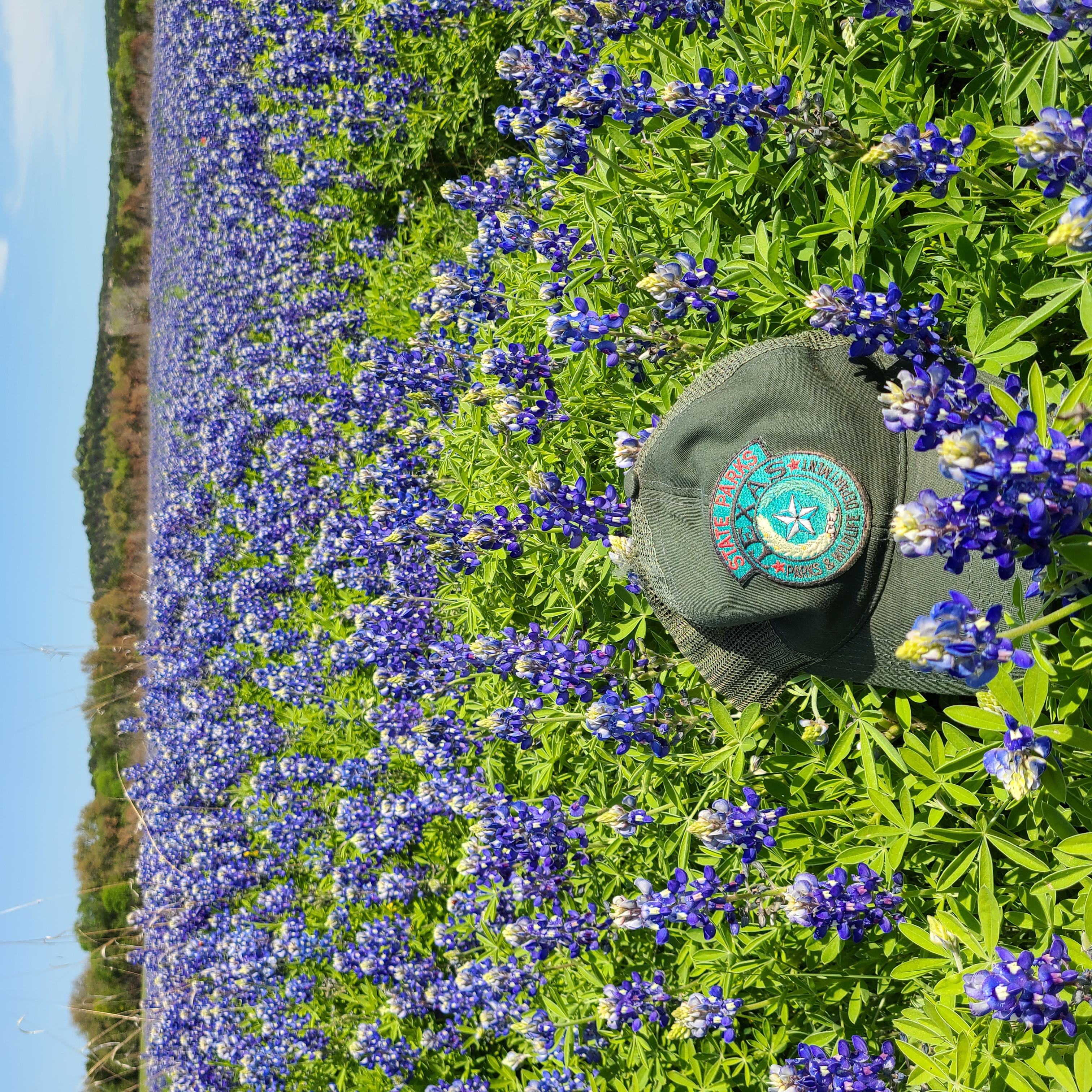 bluebonnets.jpg