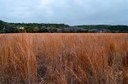 Dino Valley Prairie Grasses.jpg