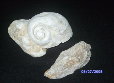 gastropods.jpg