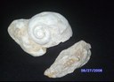 gastropods.jpg