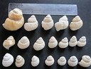 multiple gastropods.jpg