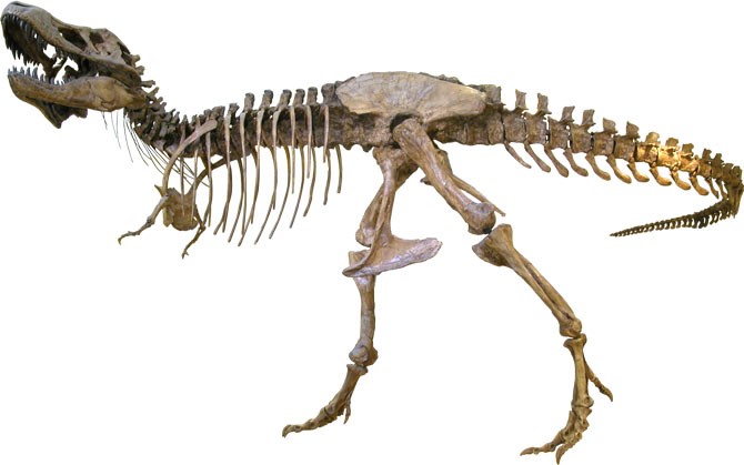 trex skeleton.jpg