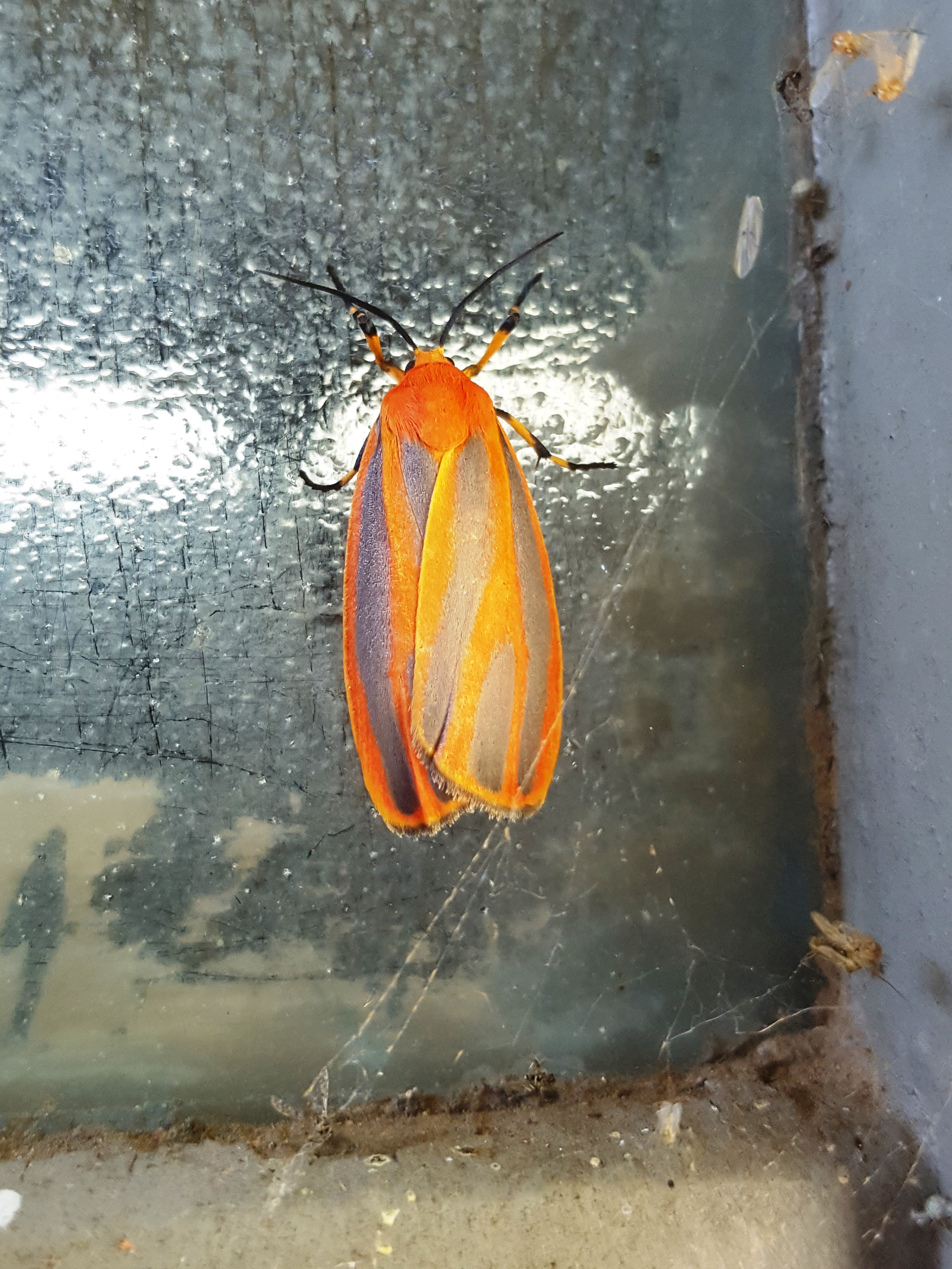 Hypoprepia Moth.jpg