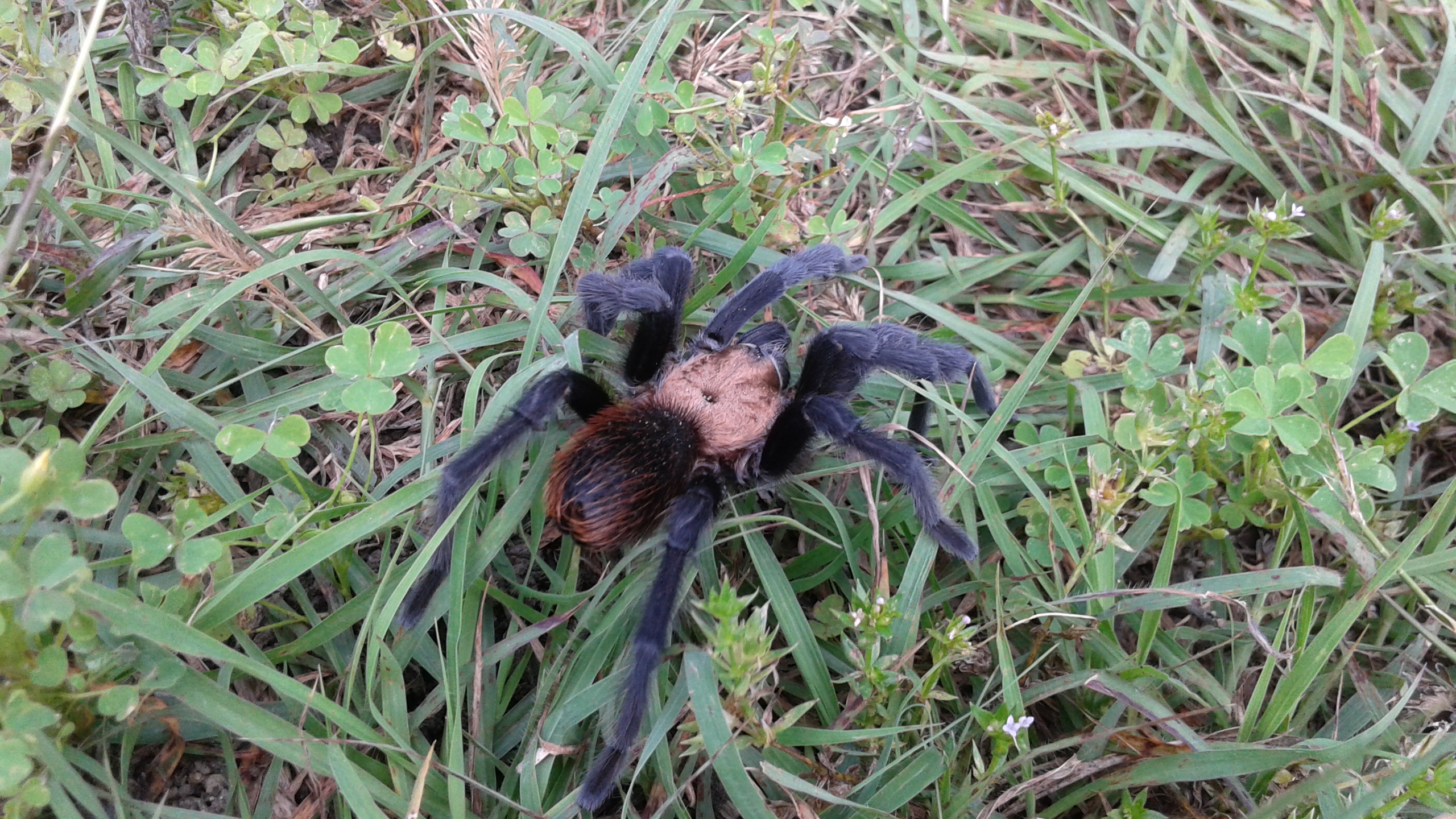 Tarantula.jpg