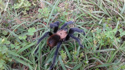 Tarantula.jpg