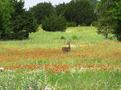Deer in field of wildflowers at Mother Neff