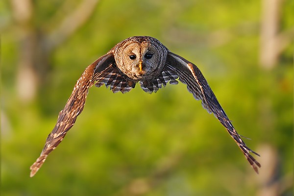 barred_owl_adult 10a.jpg