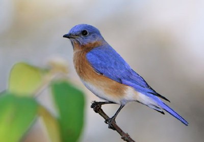 bluebird_1