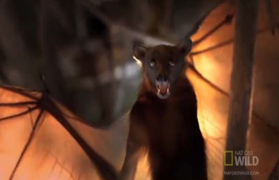 Flying Fox