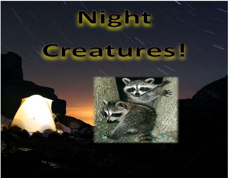 Night Creatures
