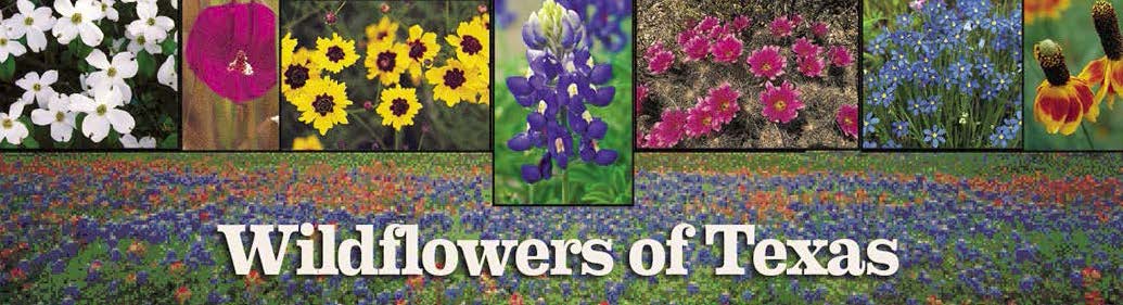 Texas Wildflowers