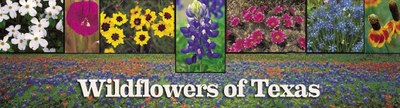 Texas Wildflowers