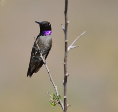 Black-chinned 2014 FMSP