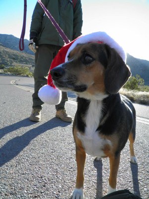 FMSP Christmas Jingle Dogs