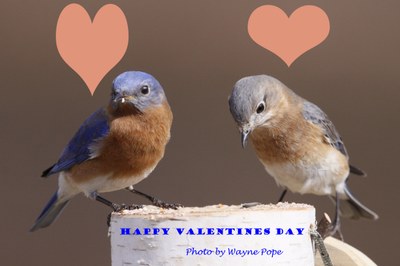FMSP Valentines Bluebirds