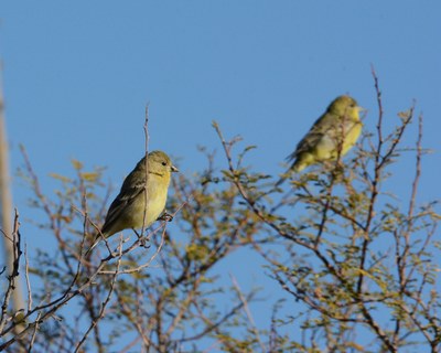 FMSP Birds J Miller