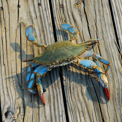 Blue Crab on boardwalk