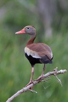 photo of black-bellied whistling duck