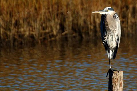 Great Blue Heron