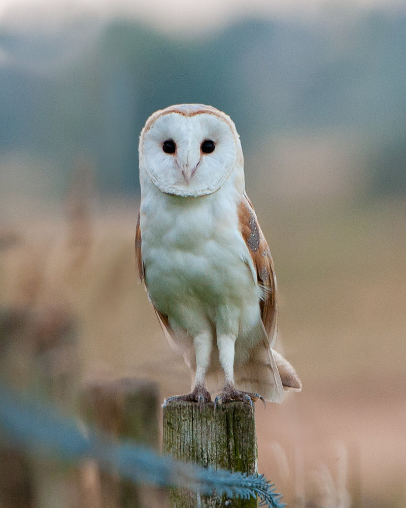 Barn Owl Stare