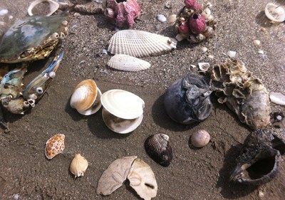 Beach treasures 3-4-15 (5)_sm.jpg