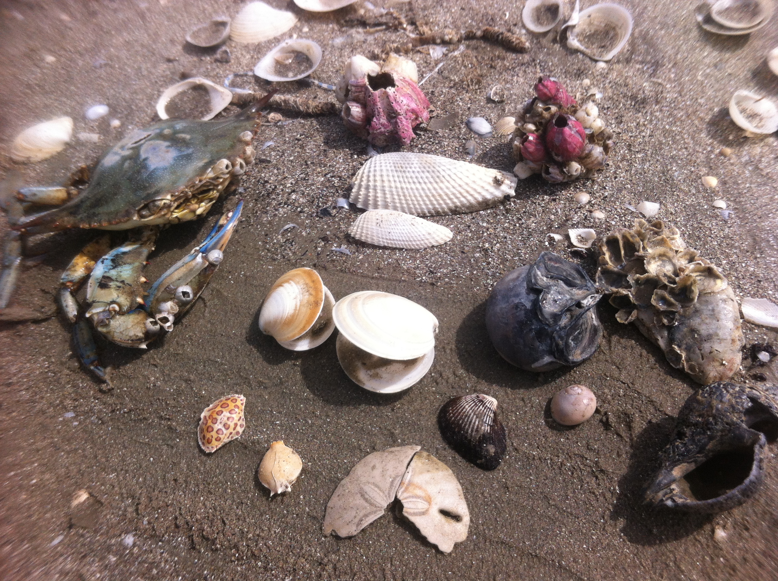 Beach treasures 3-4-15 (5).JPG