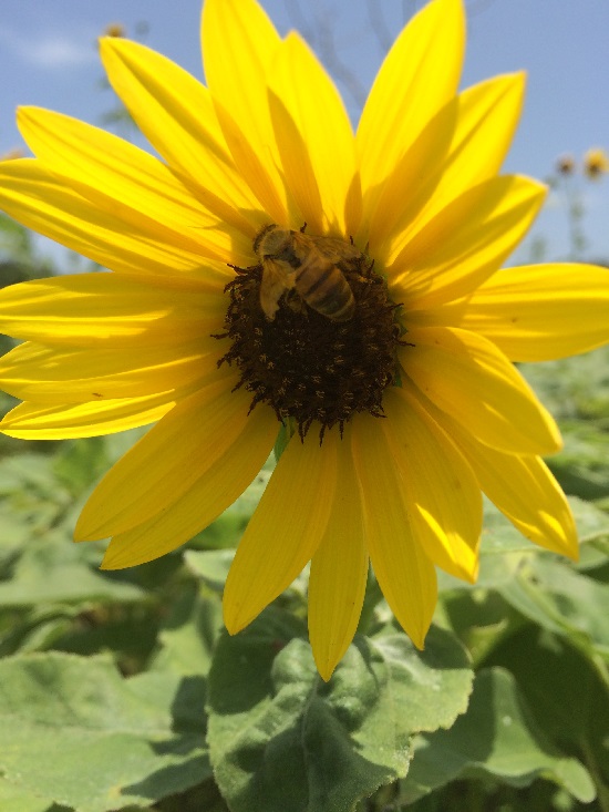 bee on sunflower_5-2017_sm.jpg