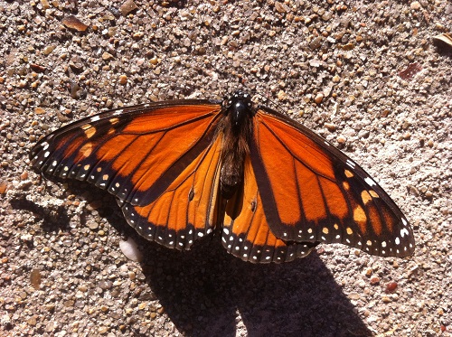butterfly at Galveston Island SP 10-2014_sm.jpg