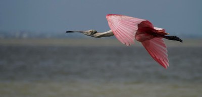 Spoonbill