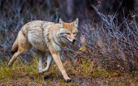 coyote at dusk