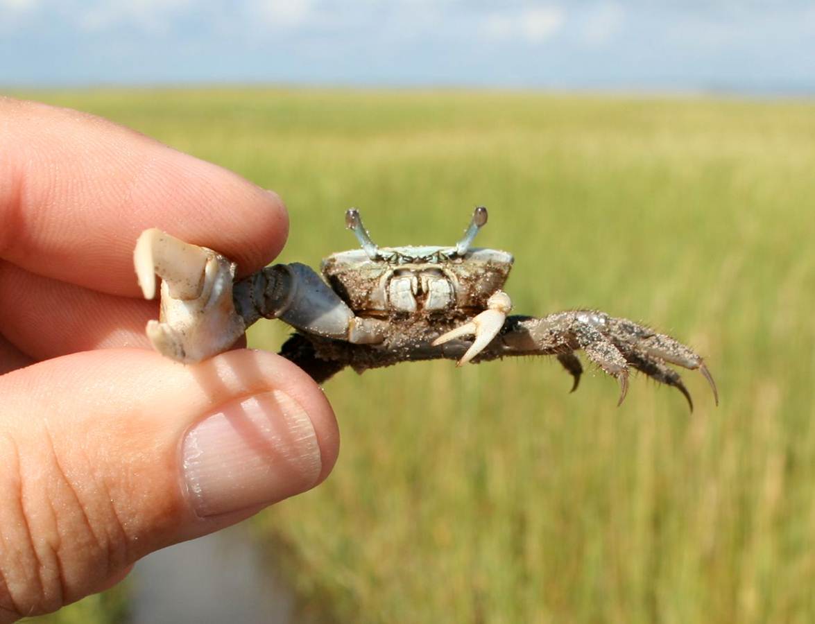 Fiddler crab_N Veatch.jpg