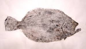 flounder gyotaku