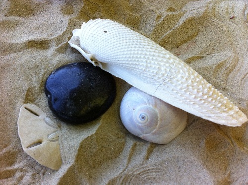Galveston_shells_beachcombing _sm.jpg