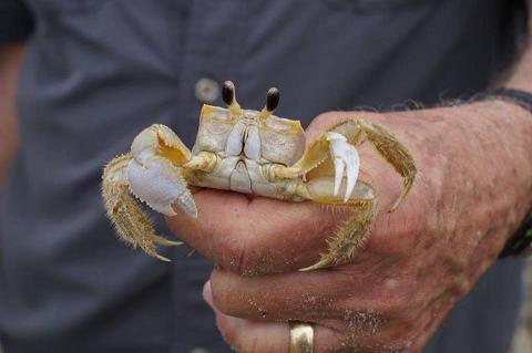 ghost crab