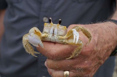 ghost crab