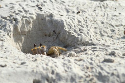 Peeking Ghost Crab