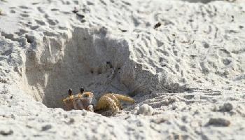 Peeking Ghost Crab