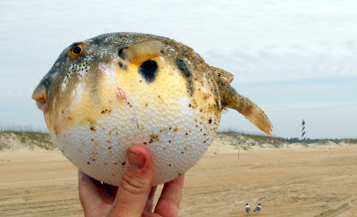 puffer fish