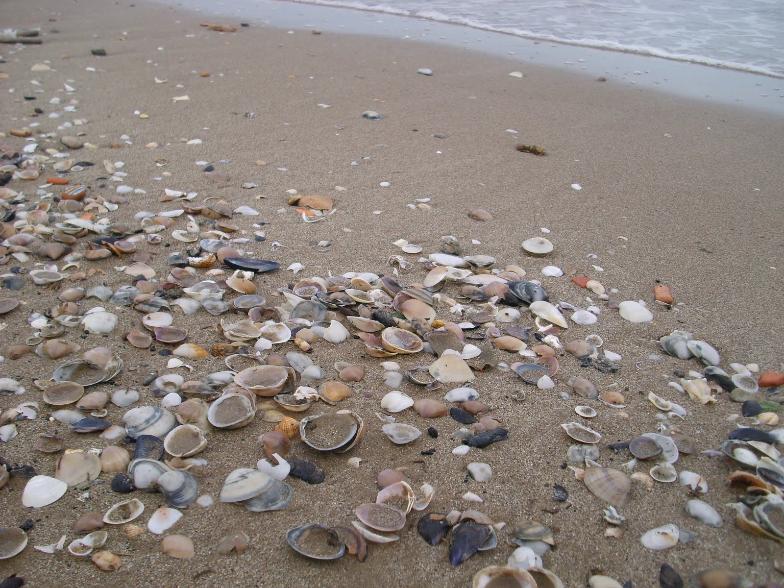 Seashells_01.jpg