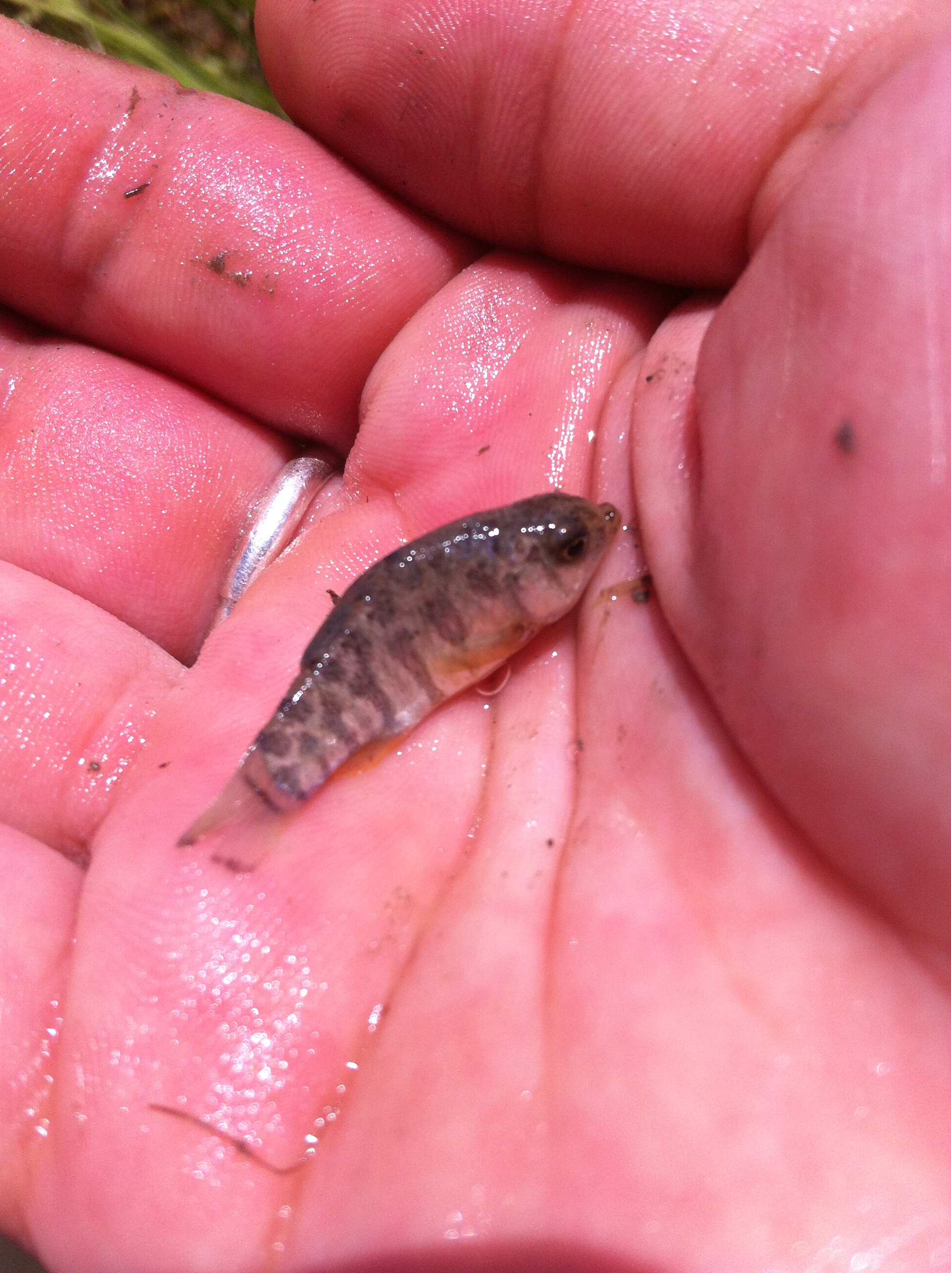 sheephead minnow_bay findings_Aug 2014 (6).JPG