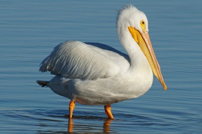 pelican