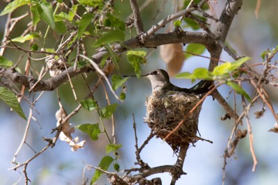 hummingbirb