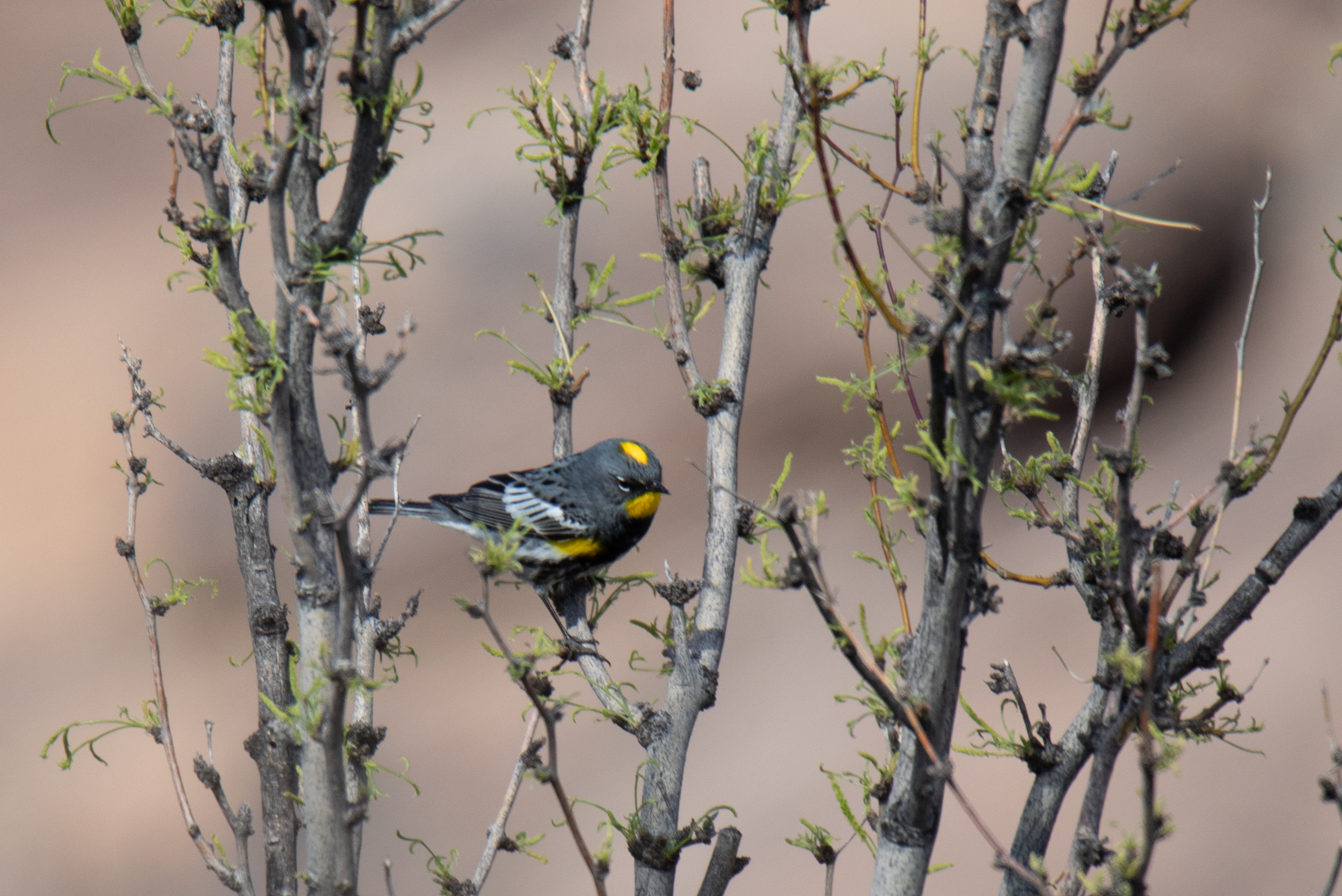 Bird- Male Yellow-Rumped Warbler| KFloyd