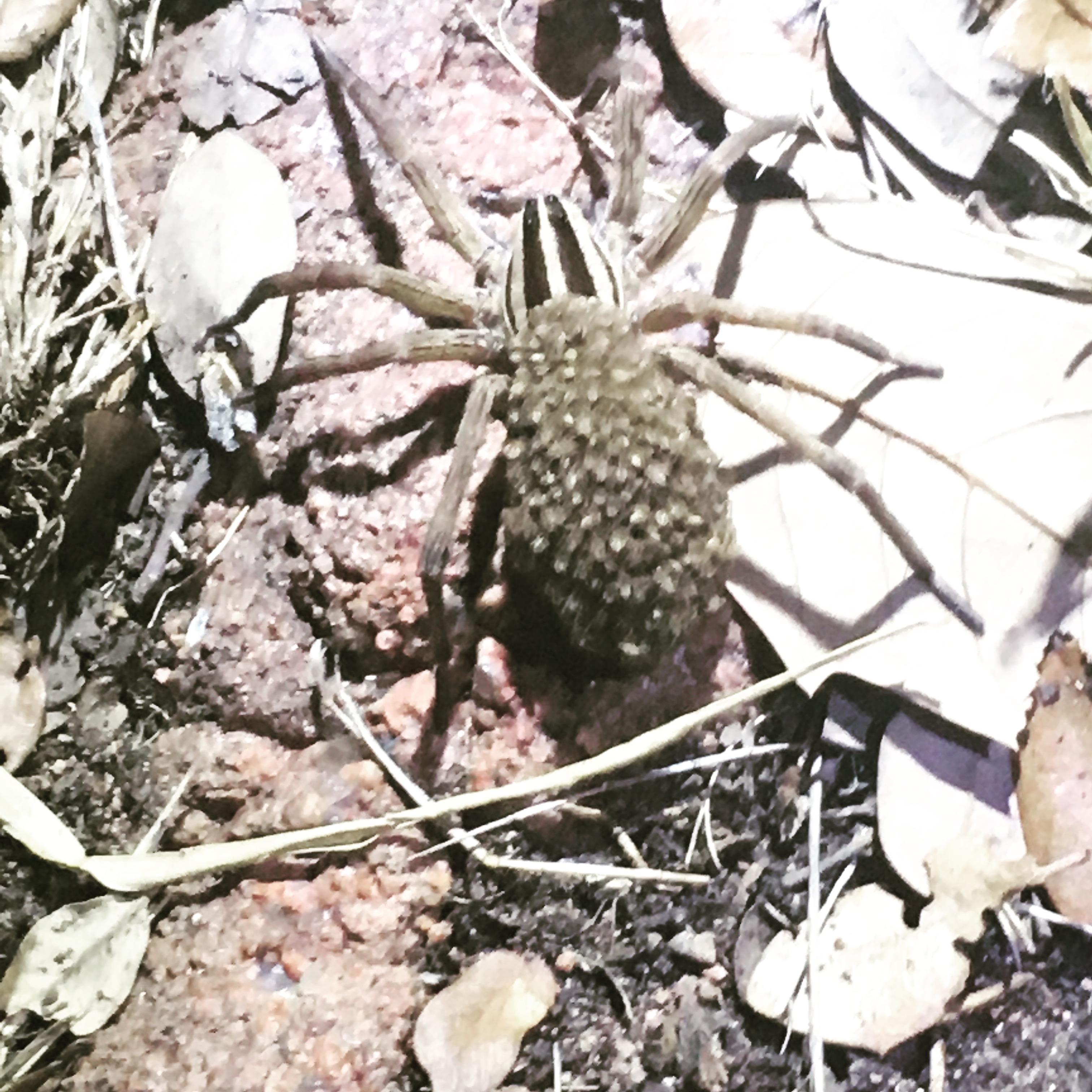 Wolf spider female with babies on the back.JPG