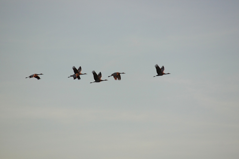 Sandhill Cranes in Flight over Lake Colorado City State Park rs.jpg